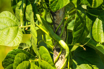 green beans, cultivation in a garden