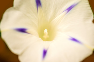 morning glory with flower, drug of the aztecs