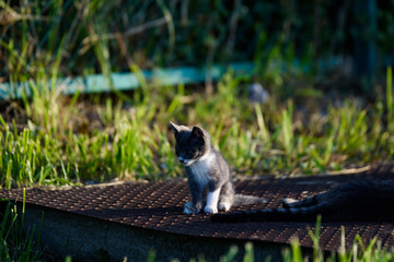 ねこ
