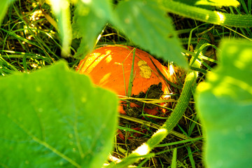 squash in a garden in summer