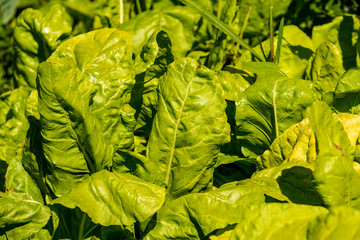 Swiss chard in a garden
