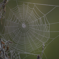 spider web with water drops