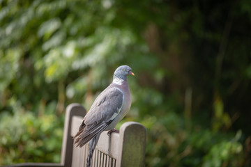 pigeon on bench