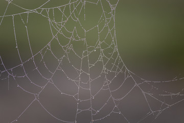 Dew on cobweb in the early morning