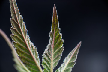medicine cannabis macro leaf