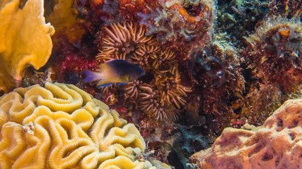 Close up in coral reef of the Caribbean Sea around Curacao