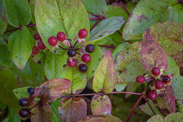 red berries on a branch