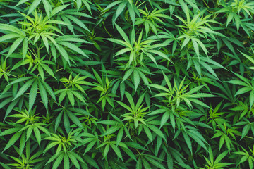 background marijuana cannabis leaves - obrazy, fototapety, plakaty