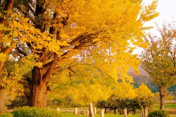 黄金の里　紅葉