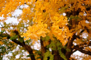 黄金の里　紅葉