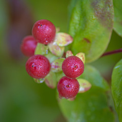 Red berries 