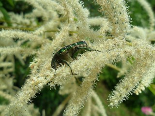 beetle on a leaf