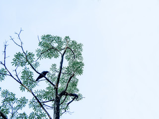 Black Carrion Crow (Corvus corone) perched on tree, Black crow standing proudly on top of a tall tree.