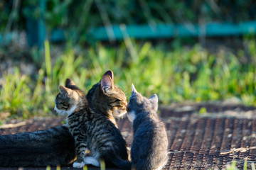 ねこ