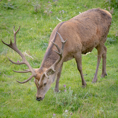 Stag grazing 