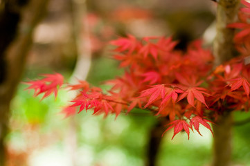 Fall season. Japanese red maple tree background
