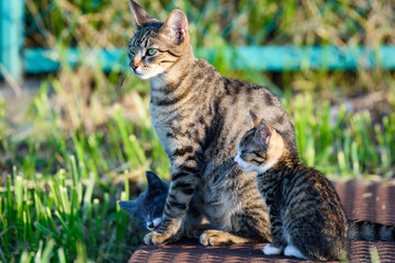 ねこ
