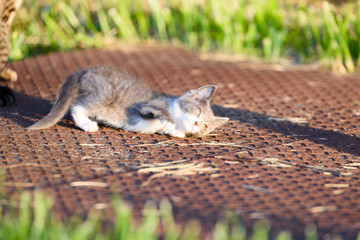 ねこ