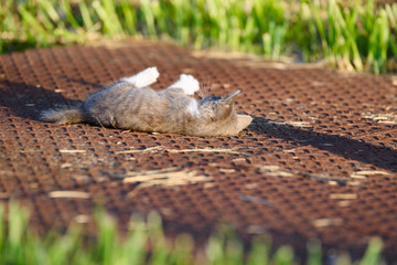 ねこ