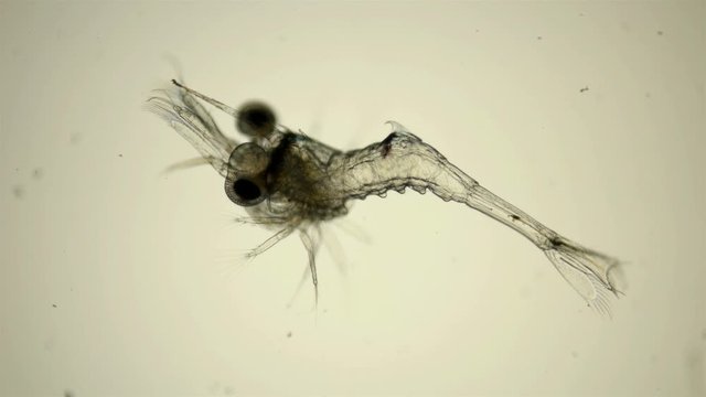 The Black Sea plankton and zooplankton under the microscope, the shrimp larva at the zoea stage, have spikes, most likely to protect against predators or belong to a certain species