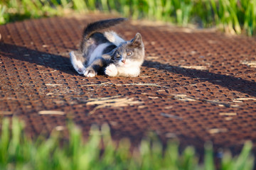 ねこ