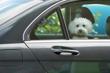 Puppy looking out from the car