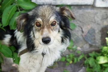Rural white and gray dog near his house