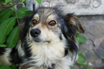 Rural white and gray dog near his house
