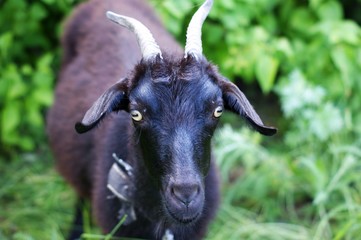 Dark goat on summer meadow - selective focus