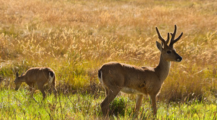Deer couple