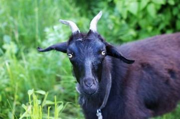 Dark goat on summer meadow - selective focus