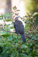 Blackbird on currant. Our birds