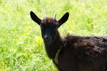 Dark goat on summer meadow - selective focus