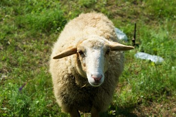 Obraz premium Sheep in a meadow on green grass