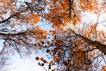Autumn trees pattern Early autumn in Siberia. Aspen