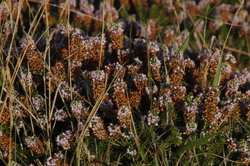 Plants in the countryside