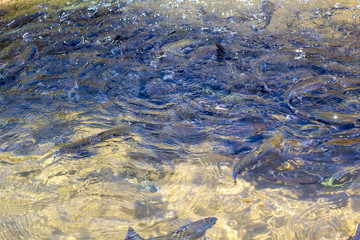 Rainbow trout (Oncorhynchus mykiss) in hatchery raceway. Trout farm. Feeding fish