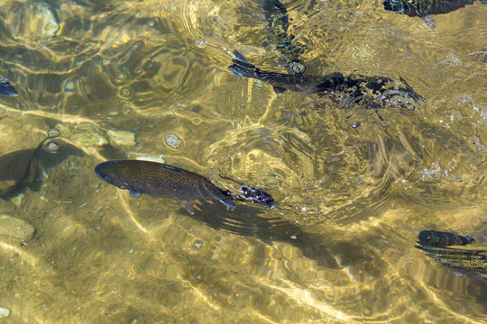 Rainbow trout (Oncorhynchus mykiss) in hatchery raceway. Trout farm. Feeding fish