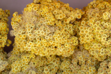 Dwarf everlast (immortelle), Helichrysum Arenarium