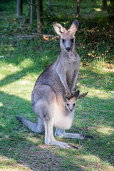 Kangaroo with baby kangaroo in a pouch. Joey in a pouch. Australian wildlife