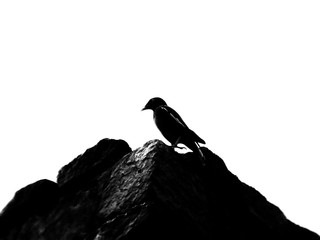 crow on rock, black and white