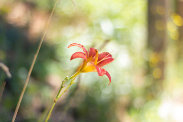 Orange Hemerocallis Lilioasphodelus plant, Turkey
