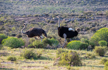 Naklejka premium Ostrich, Cederberg, Western Cape