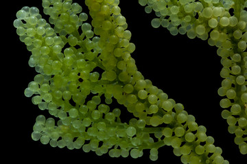 Caulerpa lentillifera, Sea Grapes, Green Caviar isolated on black background.