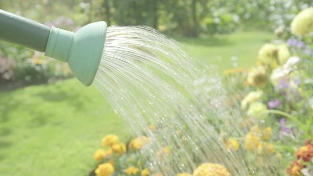 Watering can watering flowers themes of retirement gardening hobbies