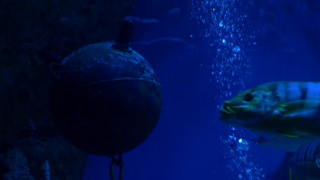 Different sea fish swim in the aquarium