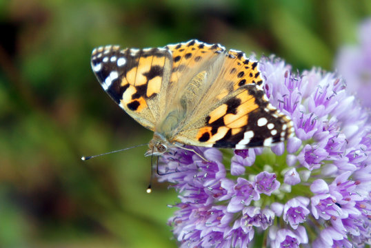  The painted lady is the most widely distributed butterfly in the world.