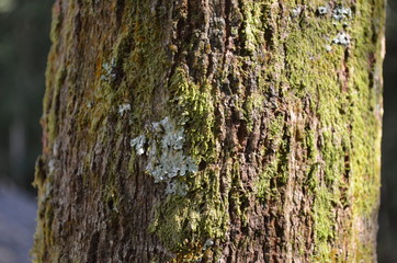 bark of a tree