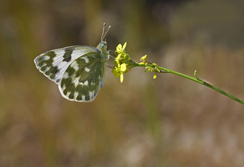 new spotted angel butterfly ; Pontia edusa