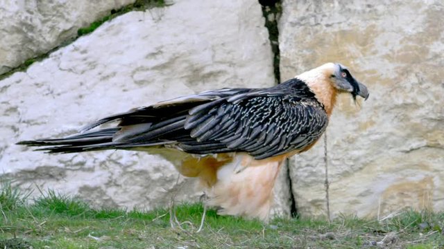 Bearded vulture / Gypaete barbu walking on the ground. Close up in slow motion